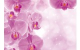 Fotobehang Vlies | Bloemen, Orchidee | Roze, Wit | 254x184cm