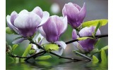 Fotobehang Vlies | Bloemen, Magnolia | Paars | 254x184cm