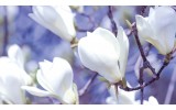 Fotobehang Vlies | Bloemen, Magnolia | Wit | 254x184cm