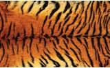 Fotobehang Vlies | Tijger | Bruin | 254x184cm