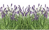 Fotobehang Vlies | Natuur, Lavendel | Groen | 254x184cm