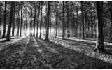 Fotobehang Vlies | Bos, Natuur | Zwart, Grijs | 254x184cm