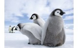 Fotobehang Vlies | Pinguïn, Dieren | Grijs | 254x184cm