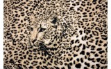 Fotobehang Vlies | Luipaard, Dieren | Bruin | 254x184cm