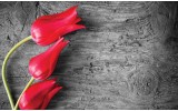 Fotobehang Vlies | Bloemen, Tulp | Rood | 254x184cm