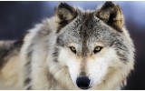 Fotobehang Vlies | Wolf | Grijs | 254x184cm