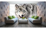 Fotobehang Vlies | Wolf | Grijs, Wit | 254x184cm