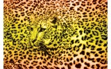 Fotobehang Vlies | Luipaard | Geel, Groen | 254x184cm