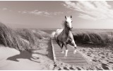 Fotobehang Vlies | Paard, Strand | Grijs | 254x184cm