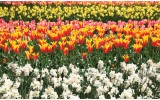 Fotobehang Vlies | Tulpen, Bloemen | Oranje | 254x184cm