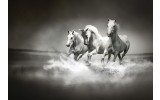 Fotobehang Vlies | Paarden | Zwart, Wit | 254x184cm
