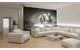 Fotobehang Vlies | Paarden | Zwart, Wit | 254x184cm