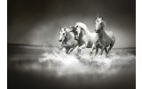 Fotobehang Vlies | Paarden | Zwart, Wit | 254x184cm